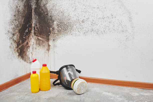 Best Professional Mold Removal  in Tioga, TX