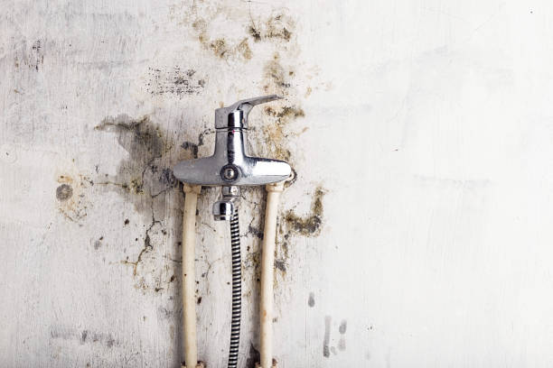 Best Same-Day Mold Removal  in Tioga, TX