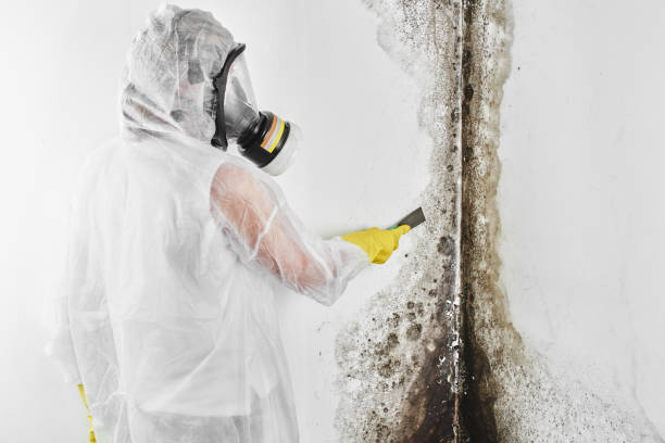 Professional Mold Removal in Tioga, TX