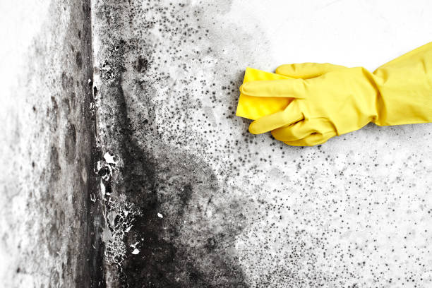 Best Fast Mold Removal  in Tioga, TX