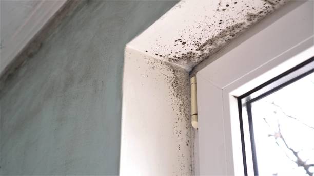 Best Black Mold Removal  in Tioga, TX