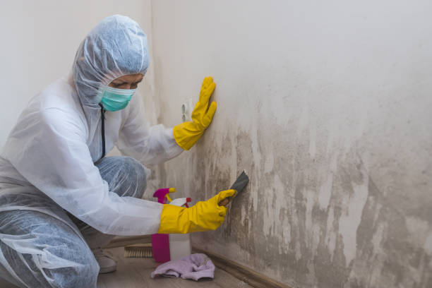 Best Best Mold Removal Companies  in Tioga, TX