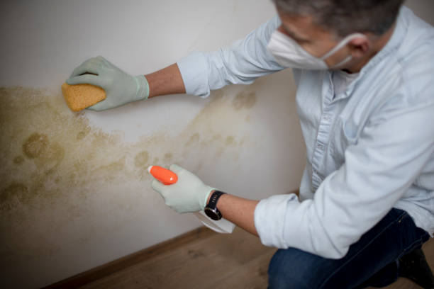 Best Toxic Mold Removal  in Tioga, TX