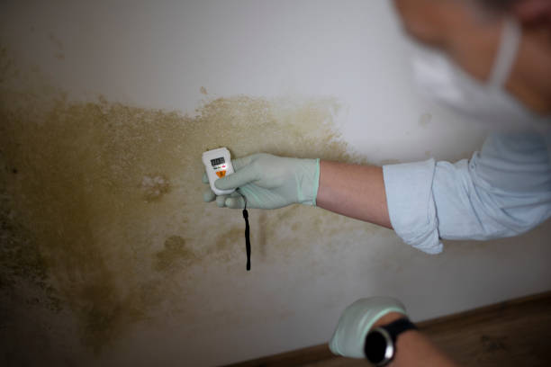 Best Mold Cleaning Services  in Tioga, TX