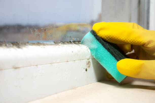 Best Same-Day Mold Removal  in Tioga, TX