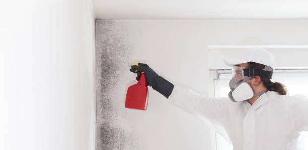 Best Black Mold Removal  in Tioga, TX