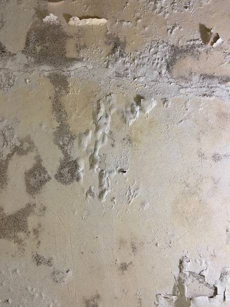 Best Crawl Space Mold Removal  in Tioga, TX